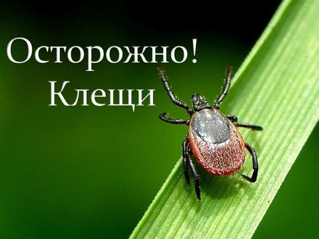 Осторожно, клещи.